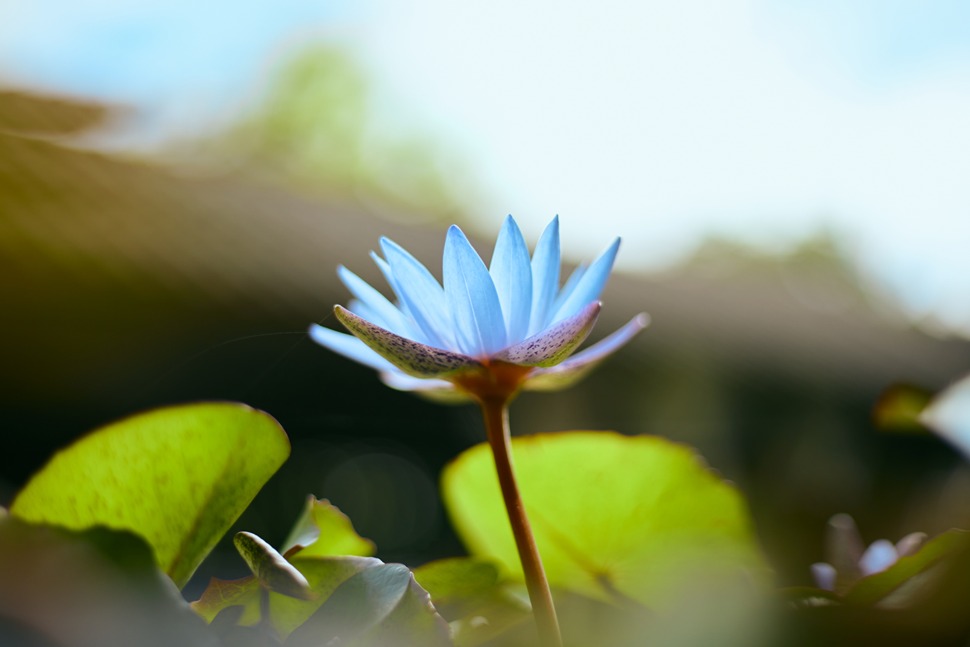 The PureZen Collection™